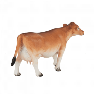 Bò Jersey