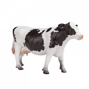 Bò sữa Holstein