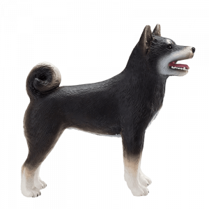 Chó Shiba đen