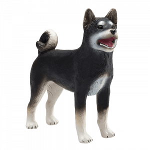Chó Shiba đen