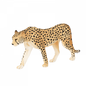 Báo Cheetah đực