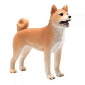 Chó Shiba