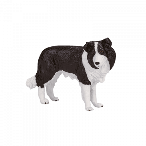 Chó Border Collie