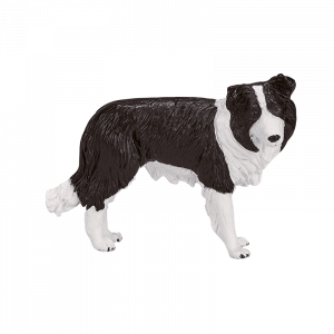 Chó Border Collie