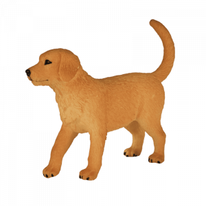 Chó con Golden Retriever
