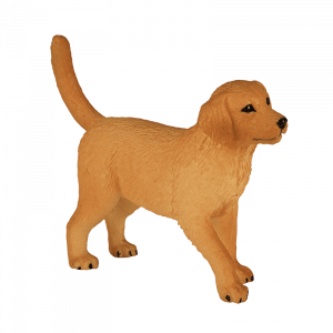 Chó con Golden Retriever