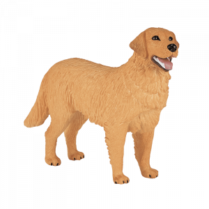 Chó Golden Retriever