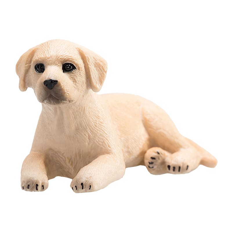 Chó Labrador con