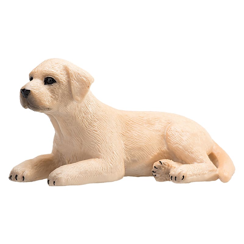 Chó Labrador con - Ảnh 2