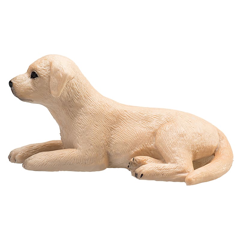 Chó Labrador con - Ảnh 3